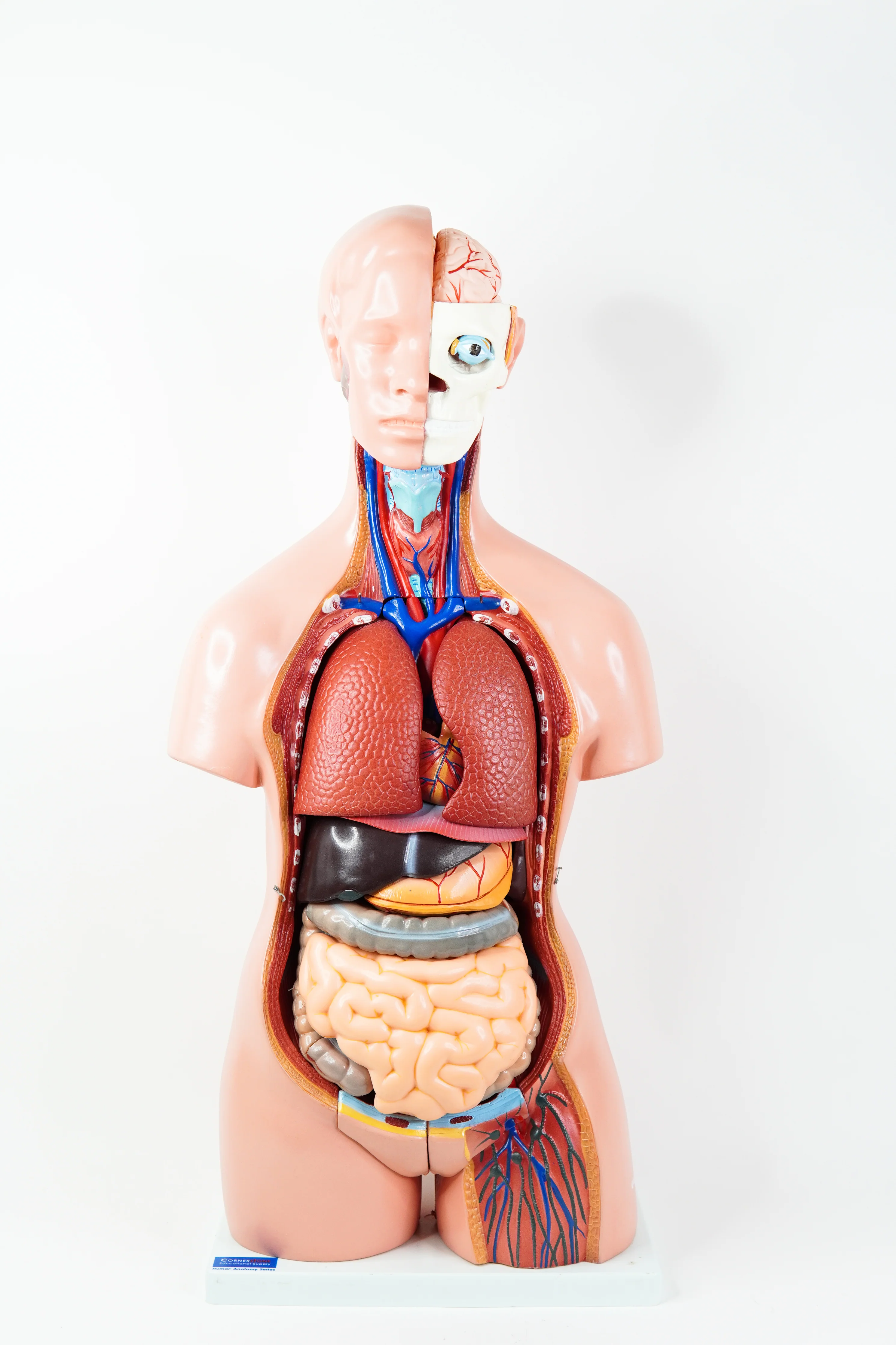 Human Anatomy Model